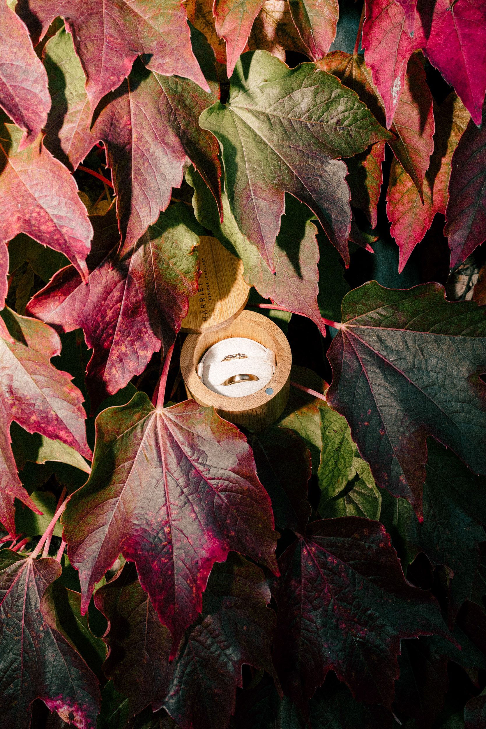 Autumn ivy leaves displaying vibrant shades of red, burgundy and green climbing on a dark wall.