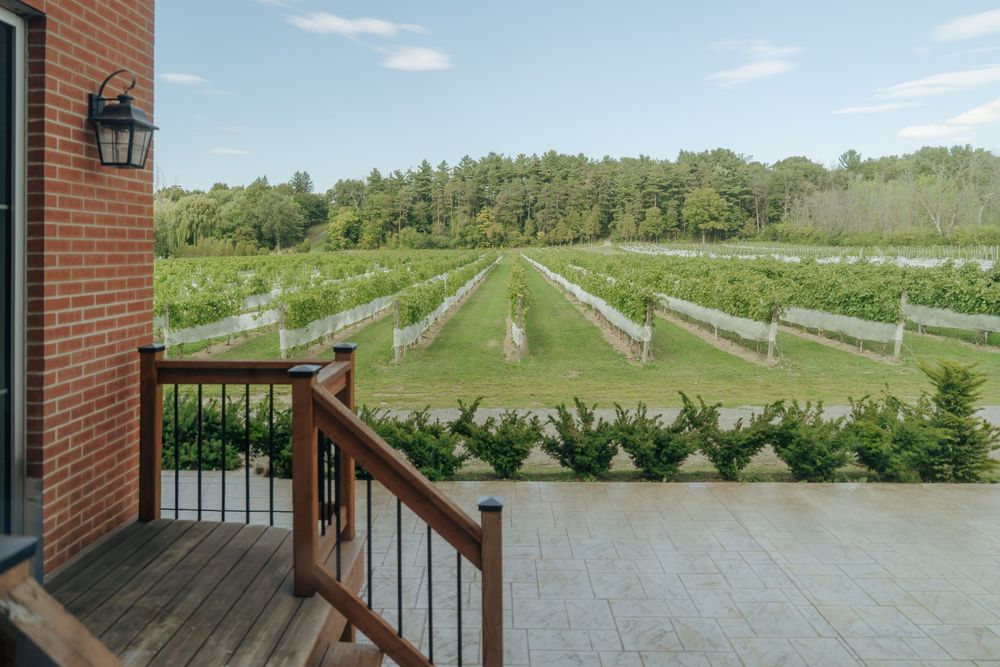 Panoramic view of a vineyard with rows of grape vines stretching into the distance under a blue summer sky.