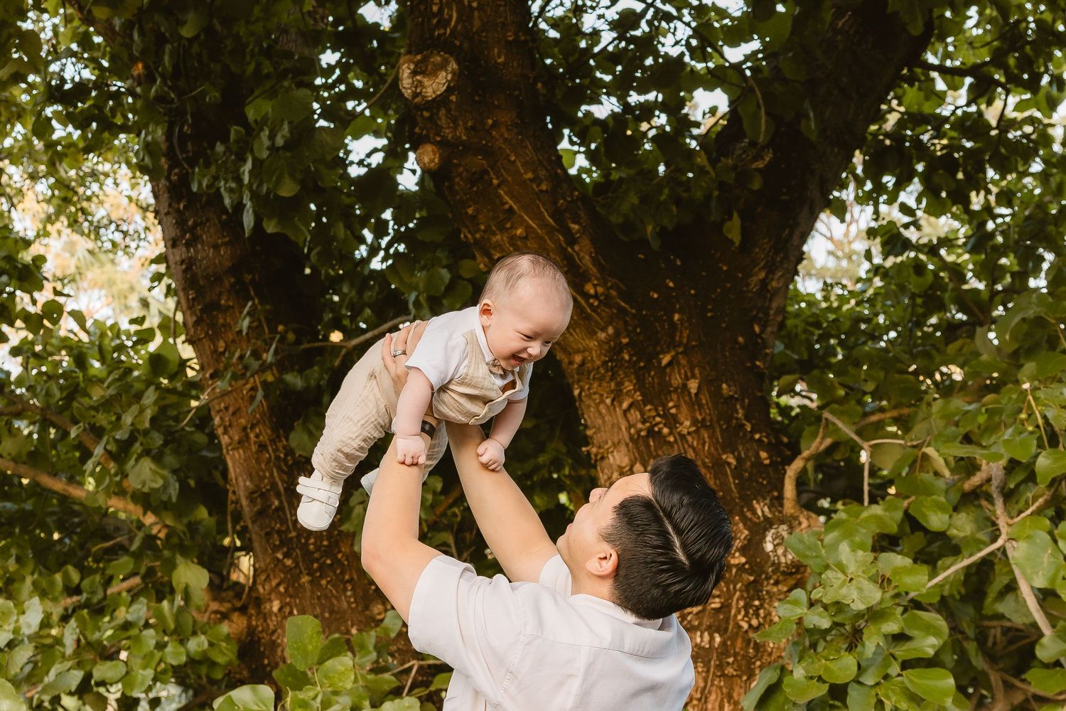 Dad lifting smiling baby up into the air under a large tree at Mt Coot-tha Botanic Gardens at sunset