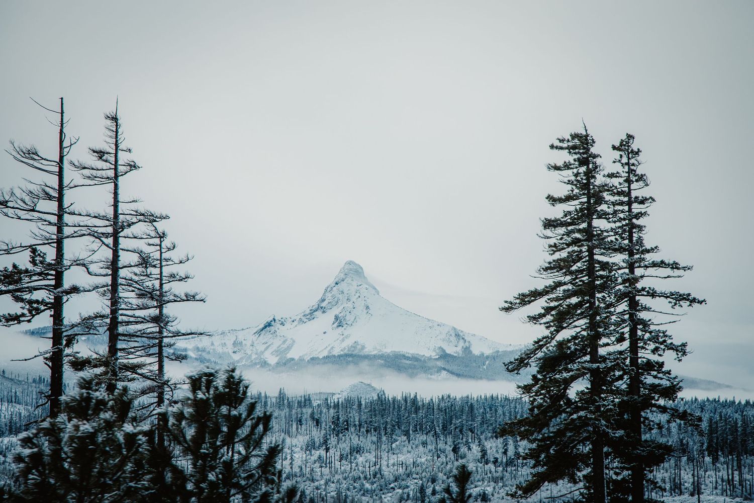 Mountain landscape panorama at dusk with silhouetted trees against purple sky.