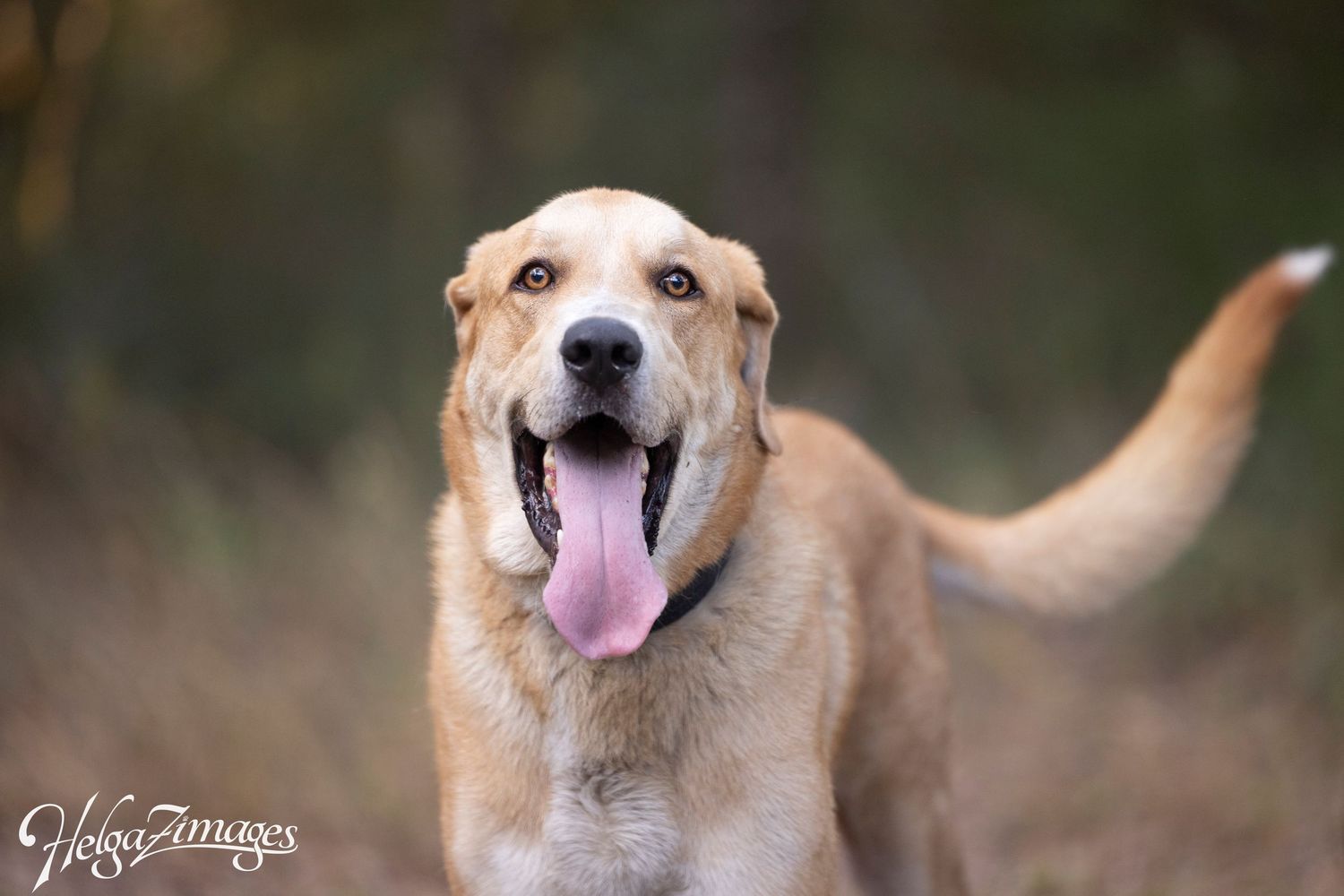 Timber the loving sweetheart - he will just steal your heart - looking for an adopter - fostered in Brooksville.