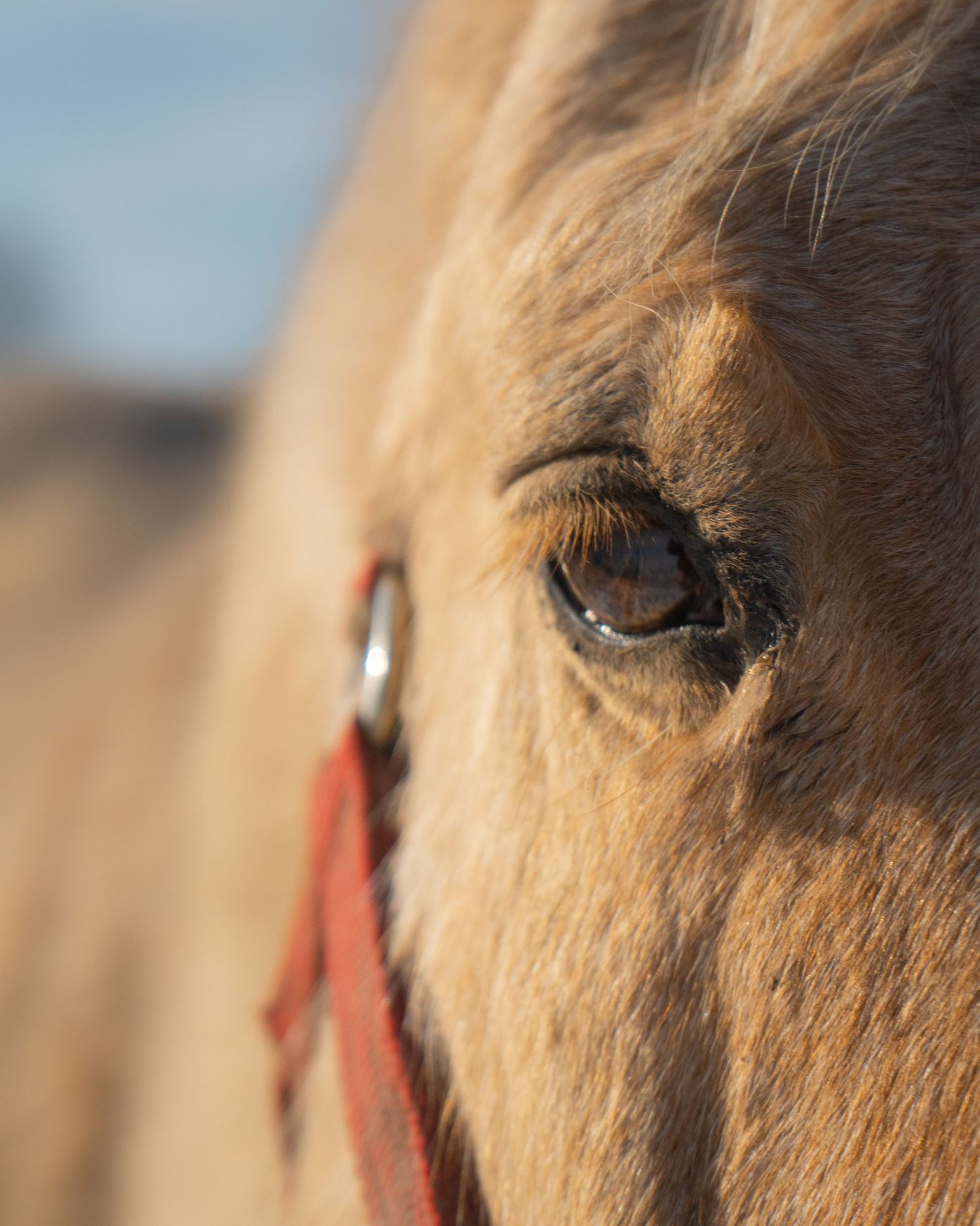 Year of the Horse