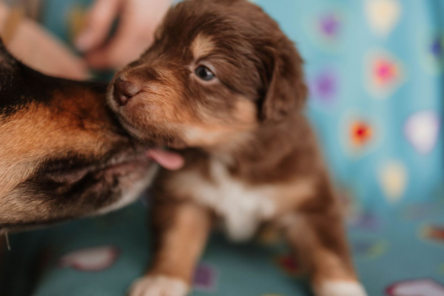 Small brown puppy getting a gentle nose kiss from another dog against a blue floral background.