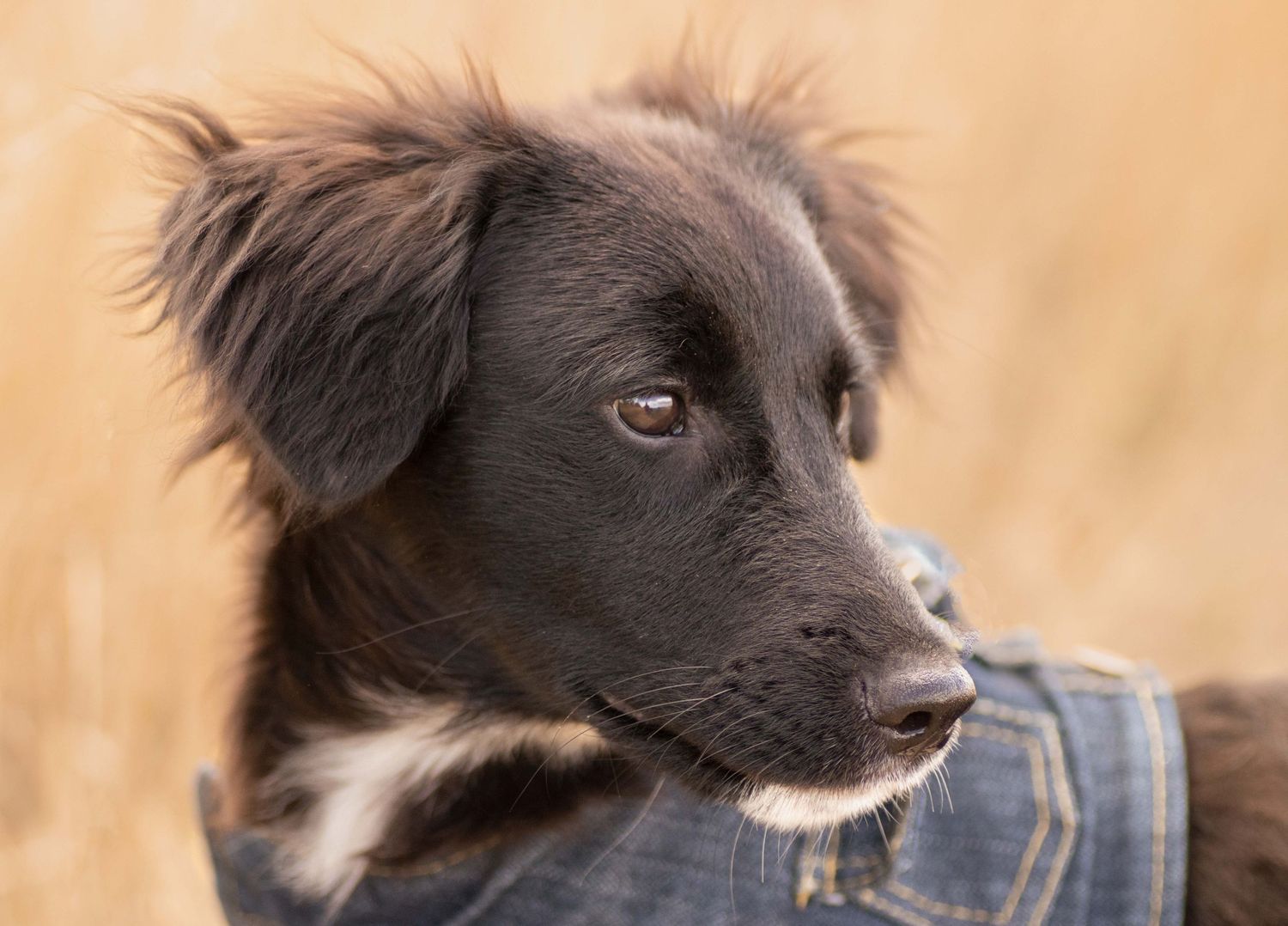 Nahaufnahme eines schwarzen Hundes mit weißer Brust im weichen Naturlicht, aufmerksam zur Seite blicken