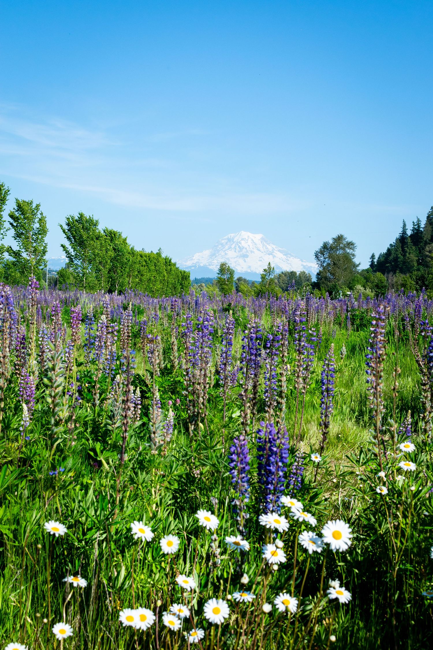 Van Lierop Park, Puyallup Washington. Mount Rainier. Seattle photographer. Lupines and daisies.