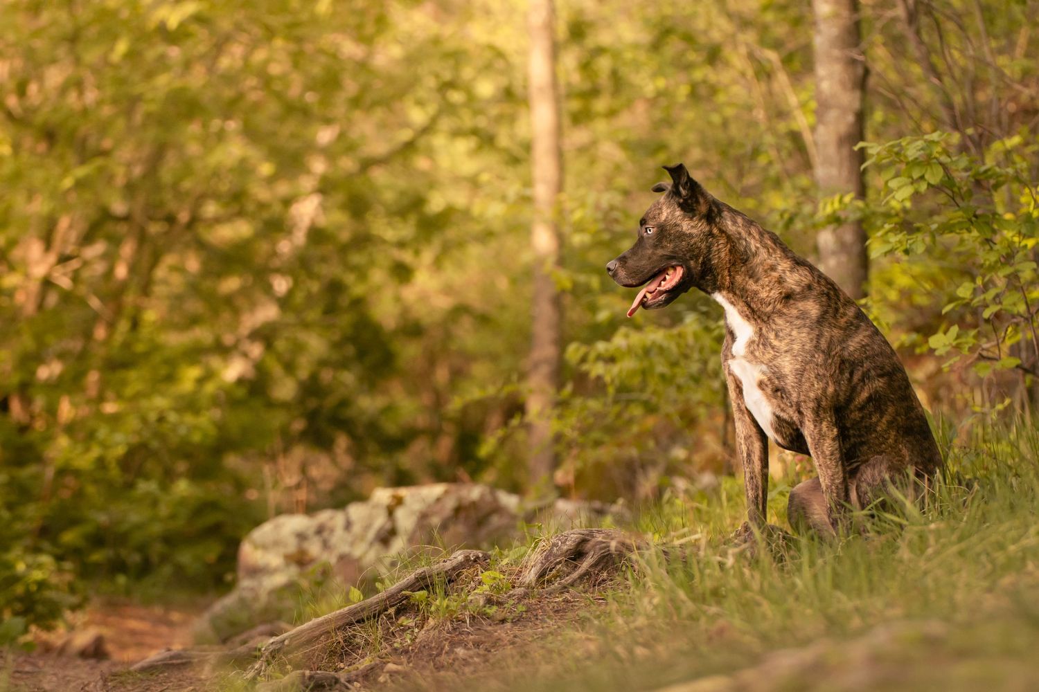 A dark brindle dog with pointed ears stands alert on a rocky hillside in golden forest lighting.