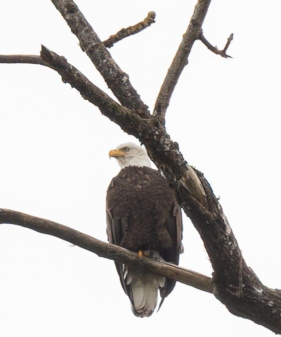 Bald eagle overlooking the willamette river at Mary S. Young Park in West Linn, Oregon.