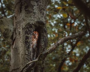 Tawny owl peering out from a hollow tree trunk in a forest setting.