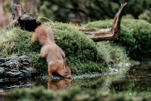 Red squirrel drinking water from a stream surrounded by green moss and vegetation.