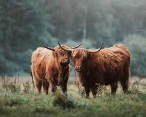Two majestic Highland cattle with long horns and shaggy reddish-brown coats standing together in a misty field.