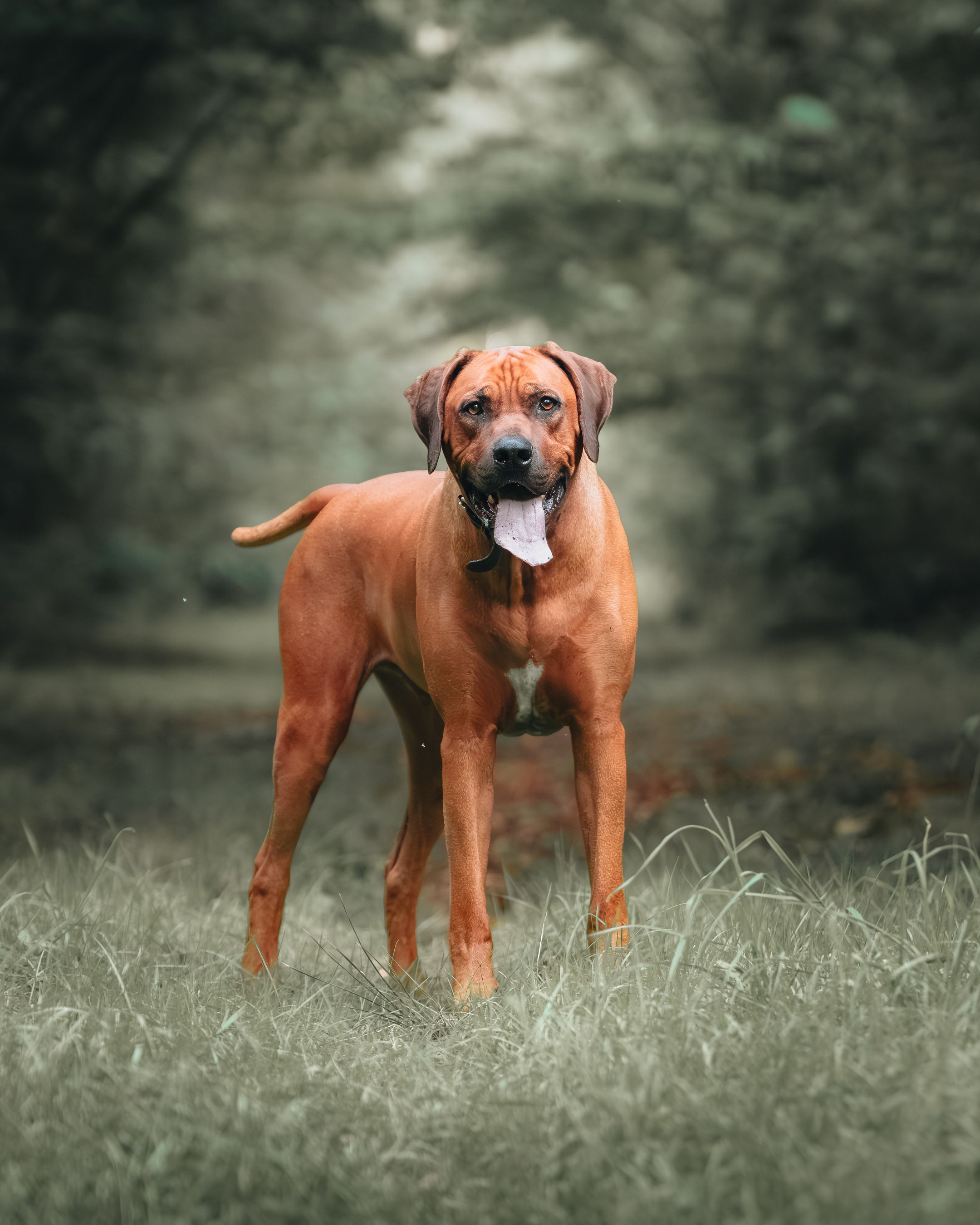 A series of portraits featuring a regal Rhodesian Ridgeback dog standing in tall grass.