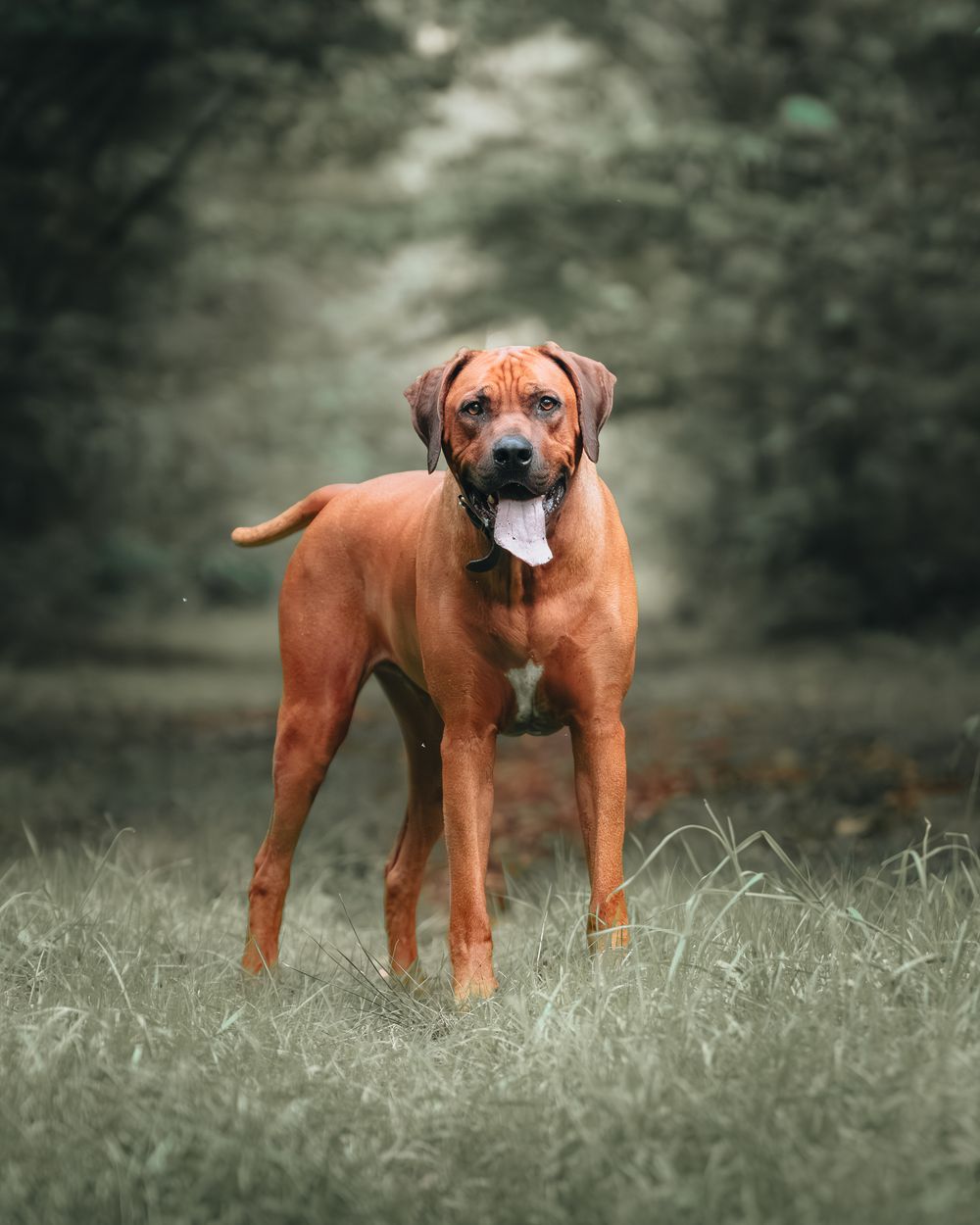 A series of portraits featuring a regal Rhodesian Ridgeback dog standing in tall grass.