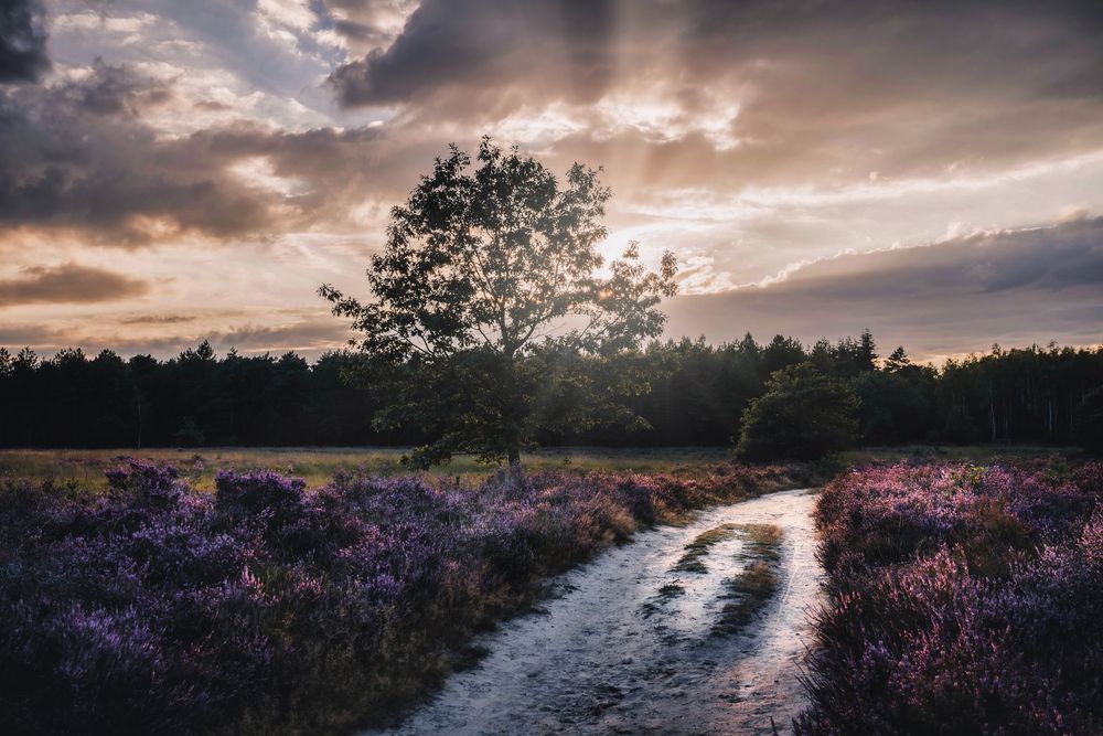 Dramatic sunset over a winding path through purple heathland with moody clouds overhead.