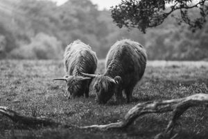 Two Highland cattle grazing together in black and white, showcasing their iconic horns and shaggy coats.