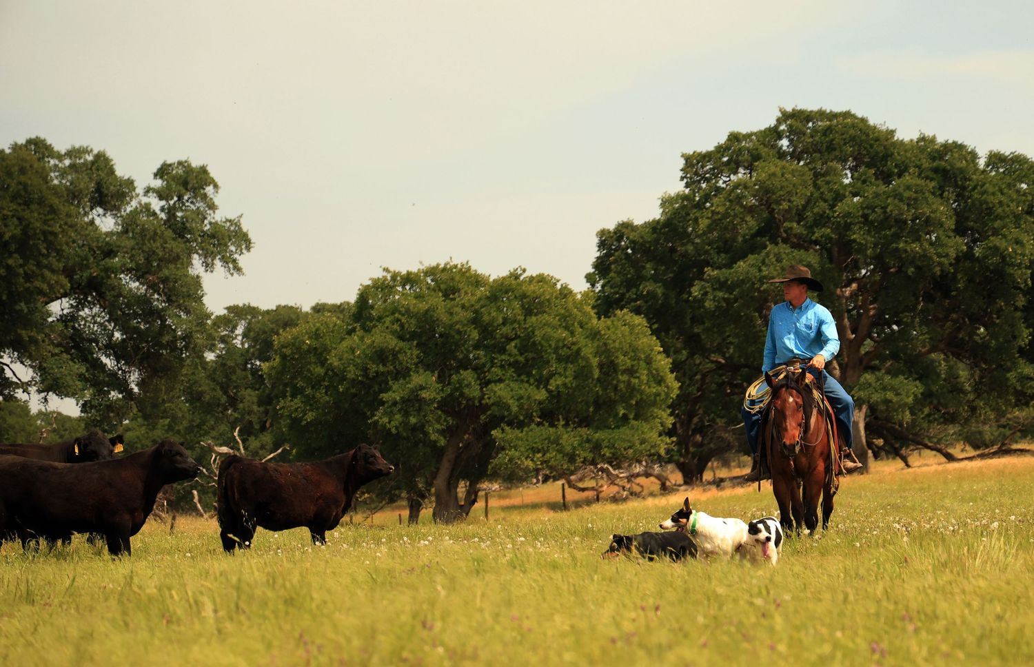 Rider on horseback herding black cattle across sunny California grazing land with oak trees in background.