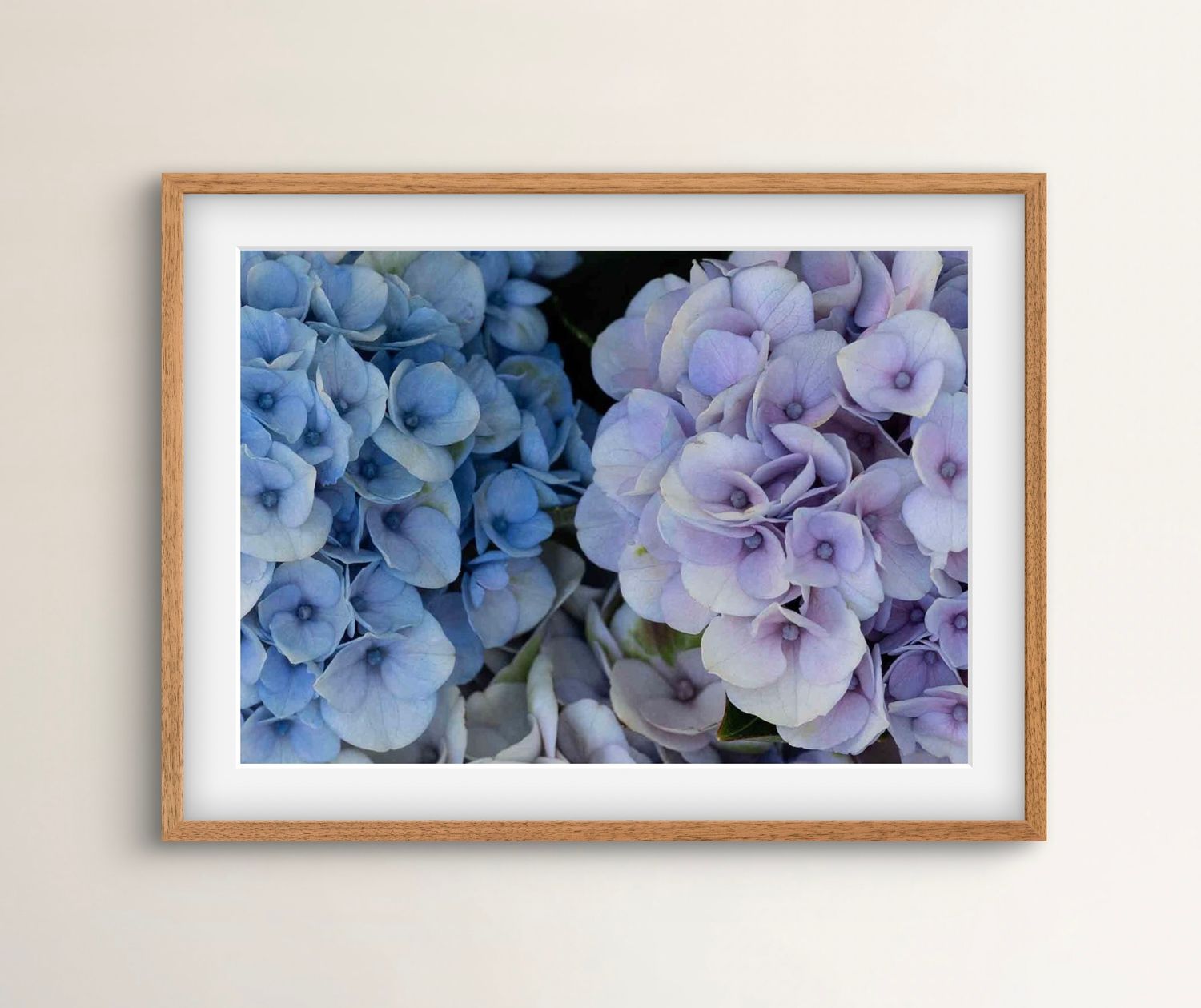 Fine art photographic print of hydrangeas in macro detail