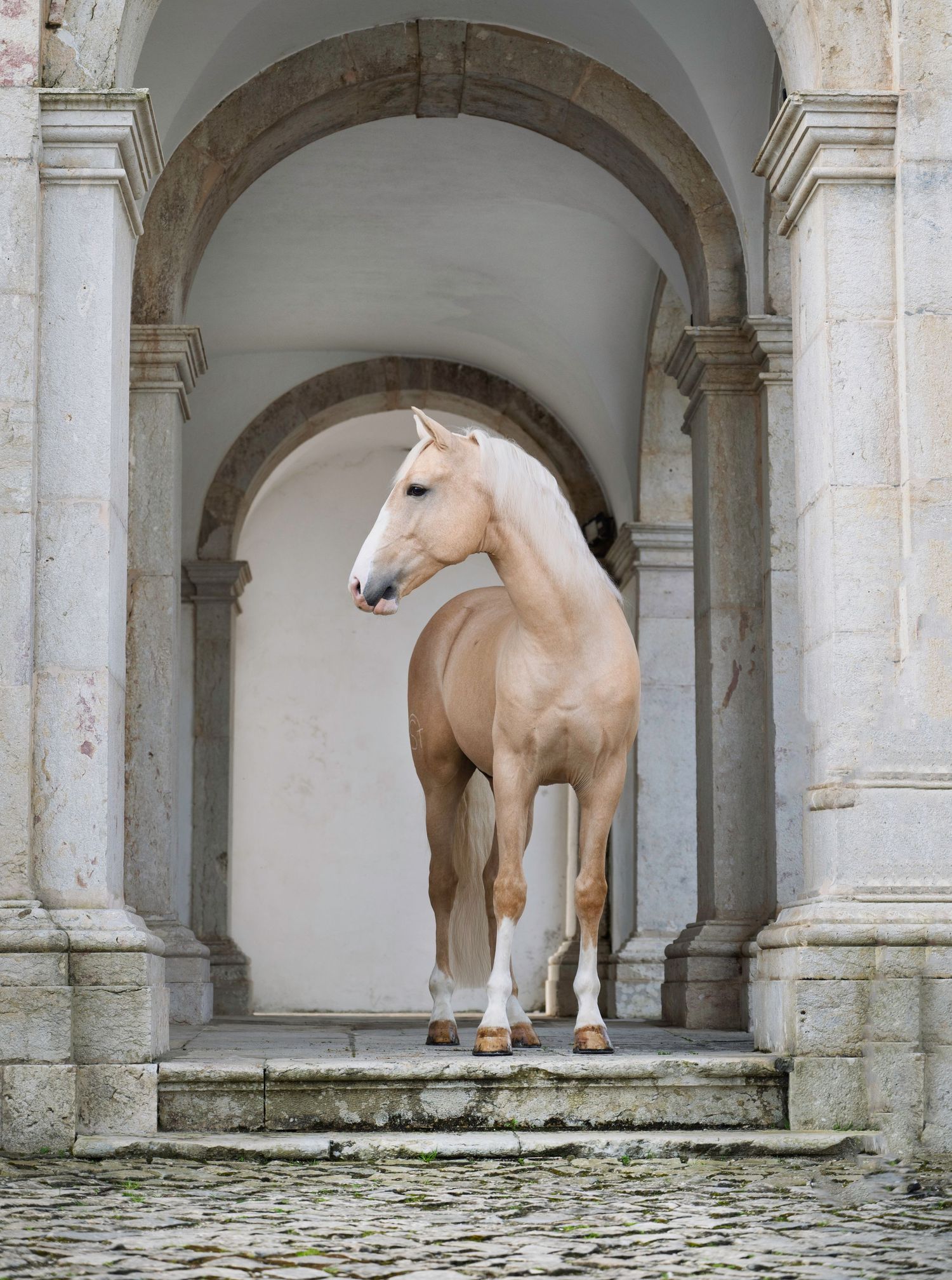 A Palamino horse standing under the arches of a church.