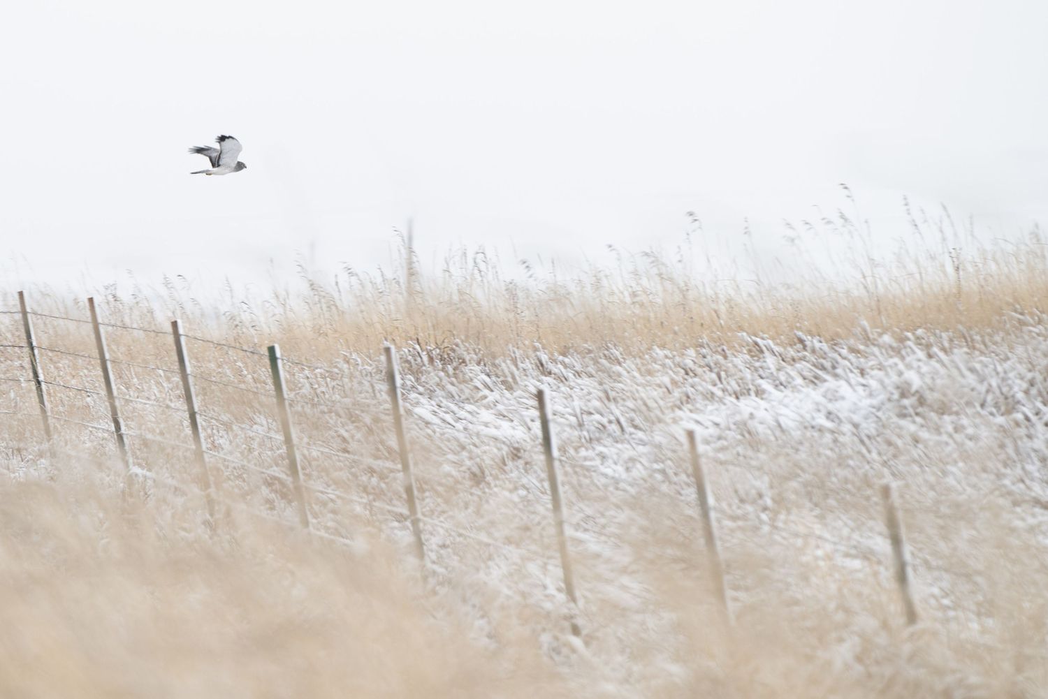 A northern harrier flying above a snow-covered field of dry grasses. Photo by Jessica Rix. #wacc:wild
