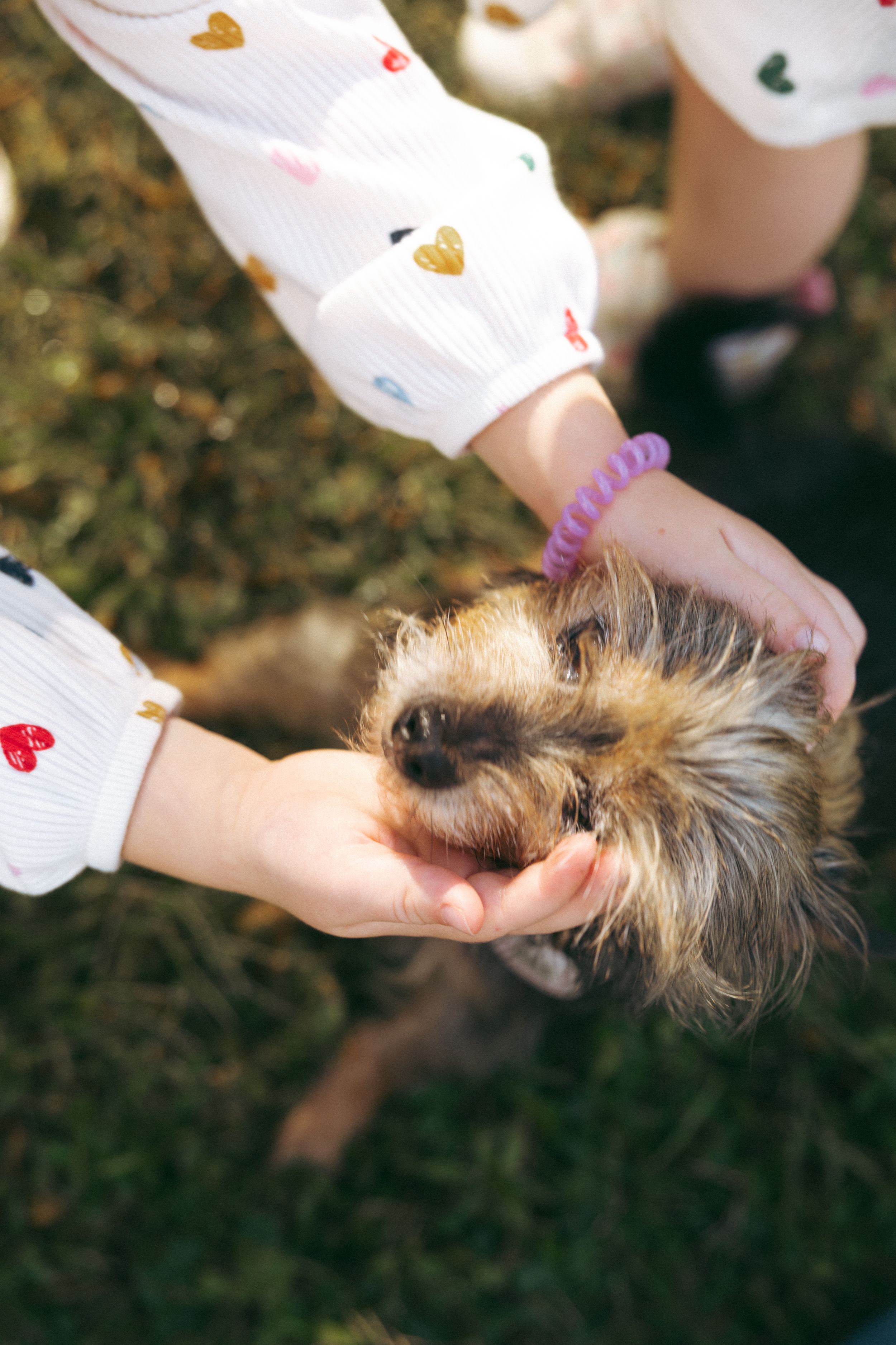 Close-up sequence showing hands petting a small furry dog with long hair against a blurred background.