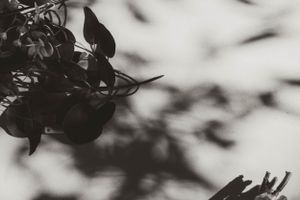 Black and white artistic photograph showing leaves and shadows creating an abstract pattern.