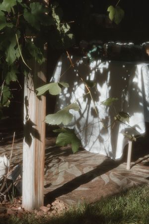 Sunlight casts dappled shadows through grapevine leaves onto a white surface beside a wooden post in a garden.