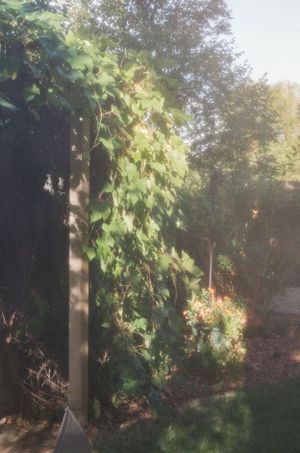 Climbing vines growing up a wooden post in a sunlit garden setting.