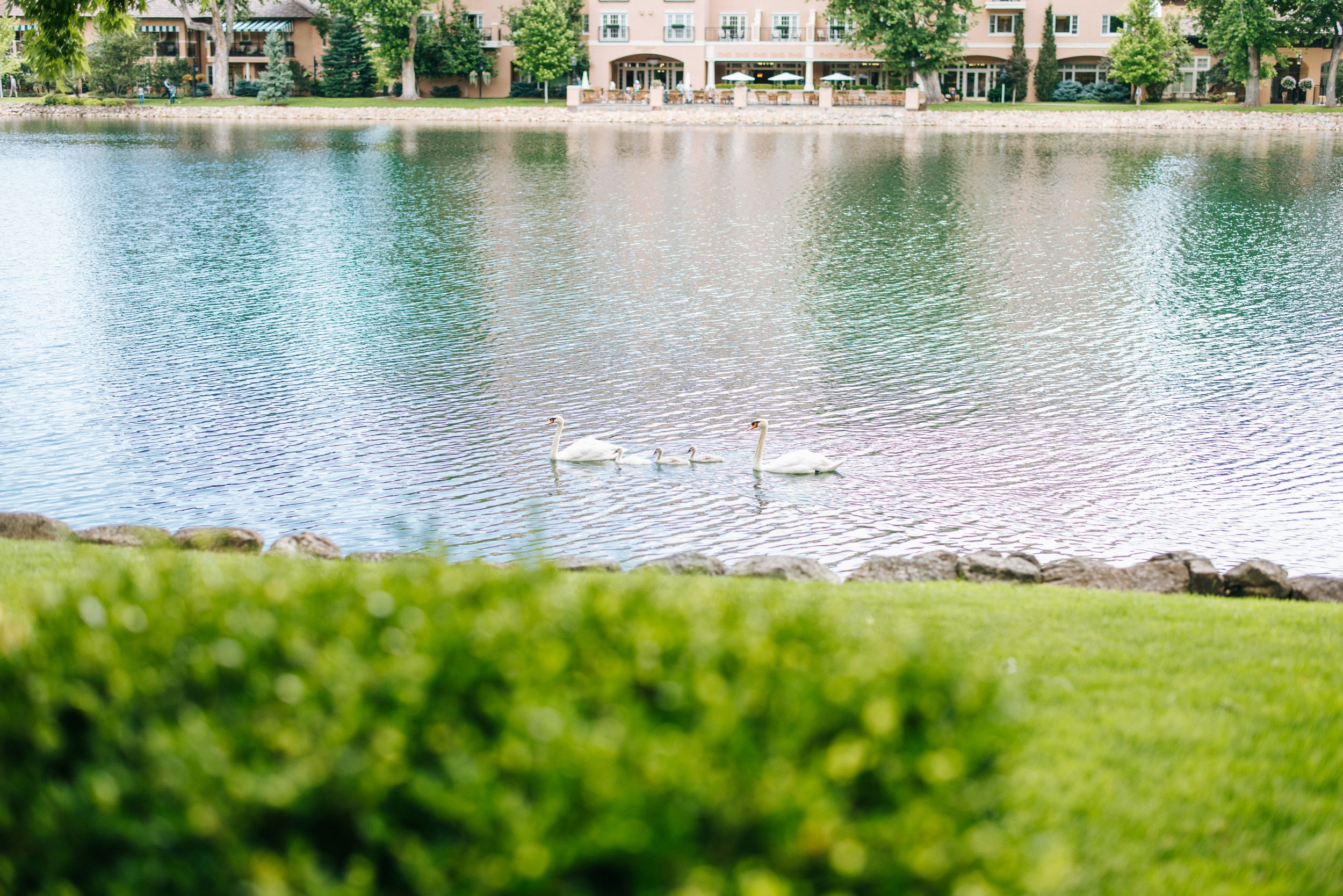 Tranquil lake with a swan swimming near the shore, surrounded by lush green trees and residential buildings.