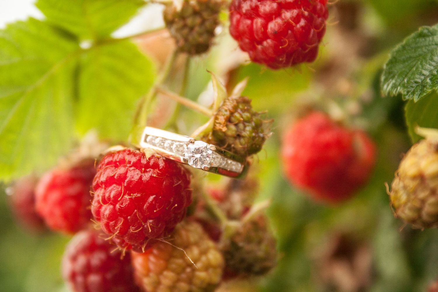 A sparkling diamond engagement ring nestles between fresh red raspberries on a bush with green leaves.