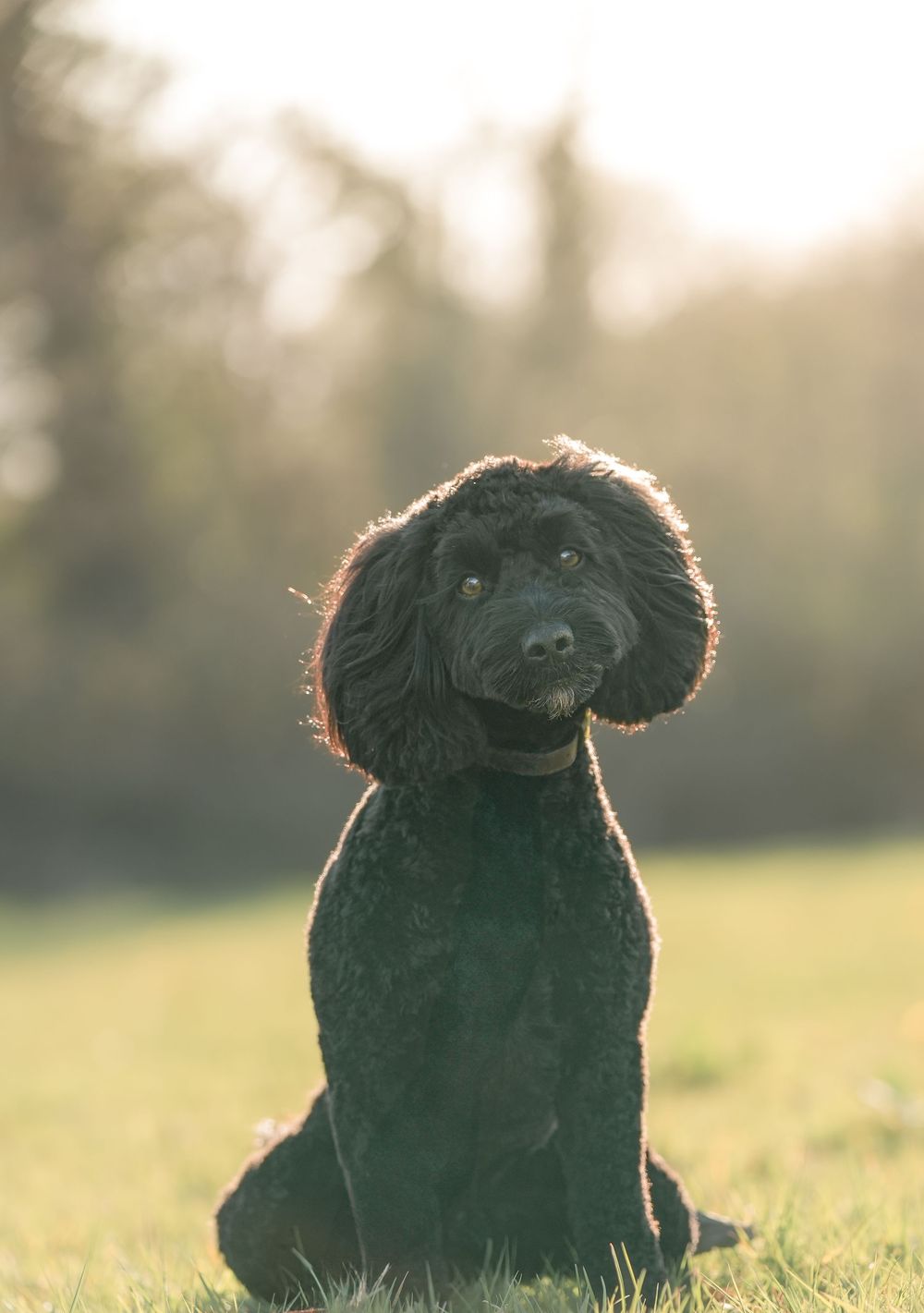 A black Spaniel dog lies in a sunny green field with beautiful backlighting creating a glowing silhouette effect.