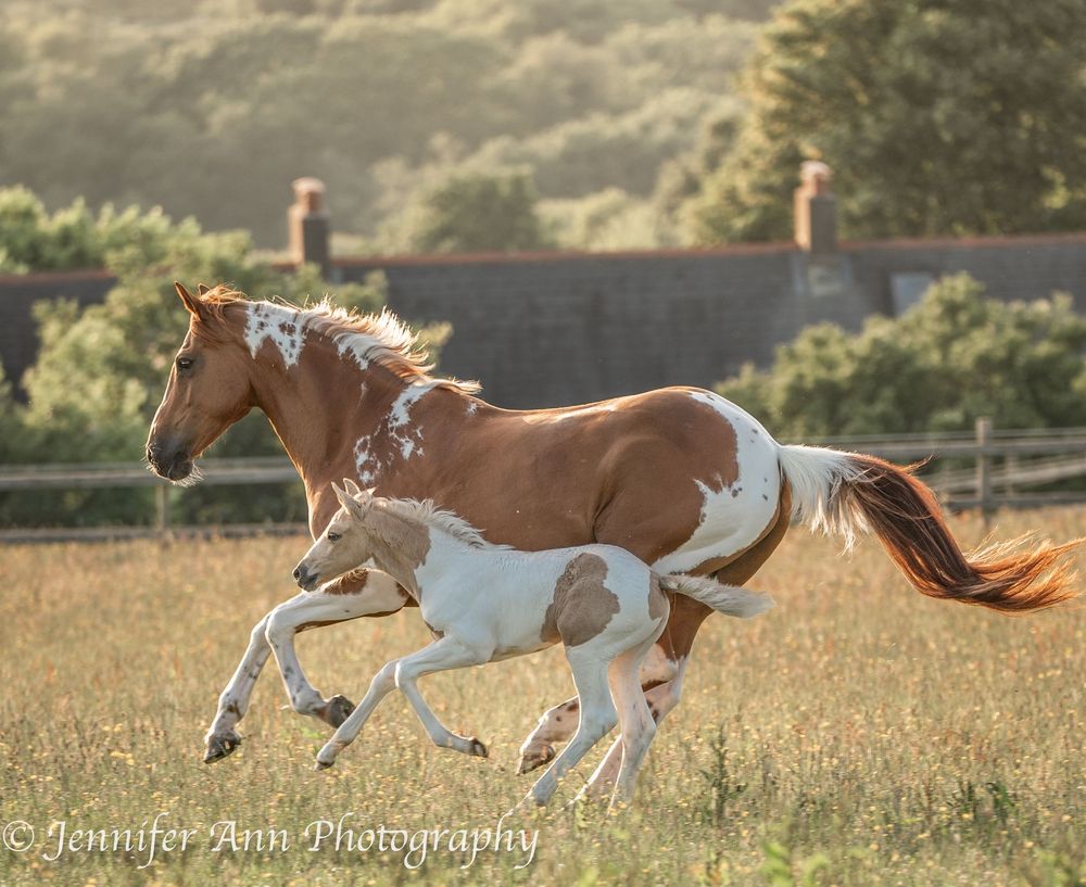 A paint horse gallops gracefully through a sunlit meadow with mane and tail flowing in the golden afternoon light.