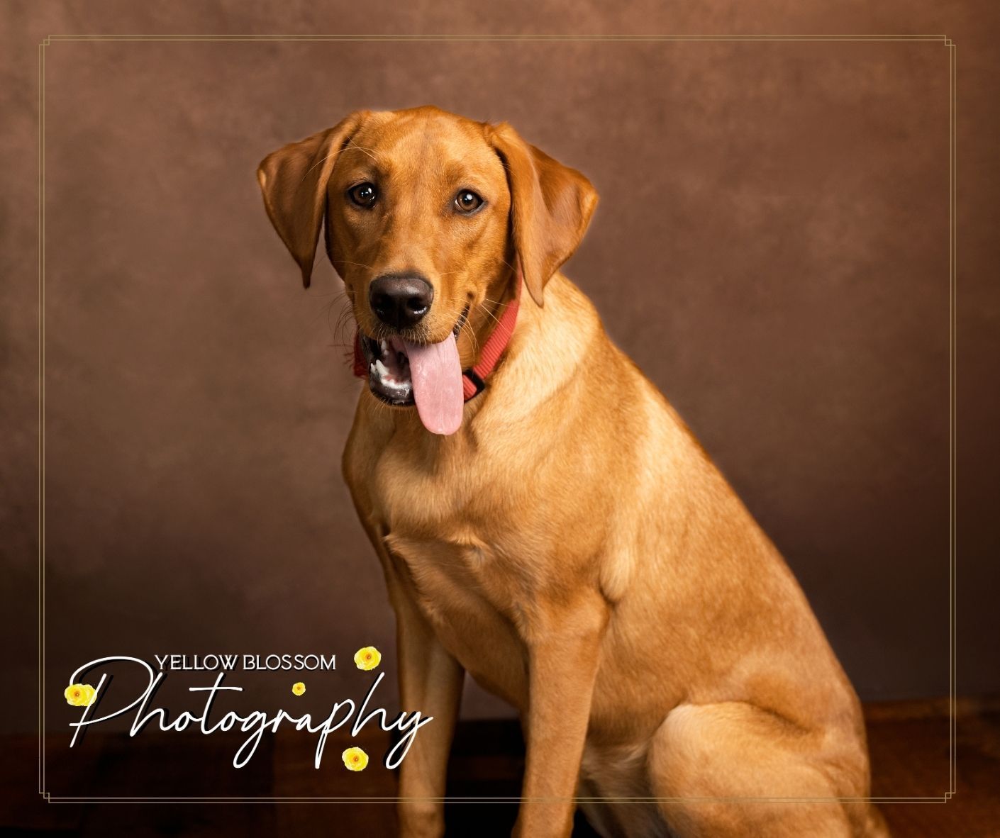 Professional studio portrait of a golden-colored Labrador Retriever dog sitting against a brown backdrop.