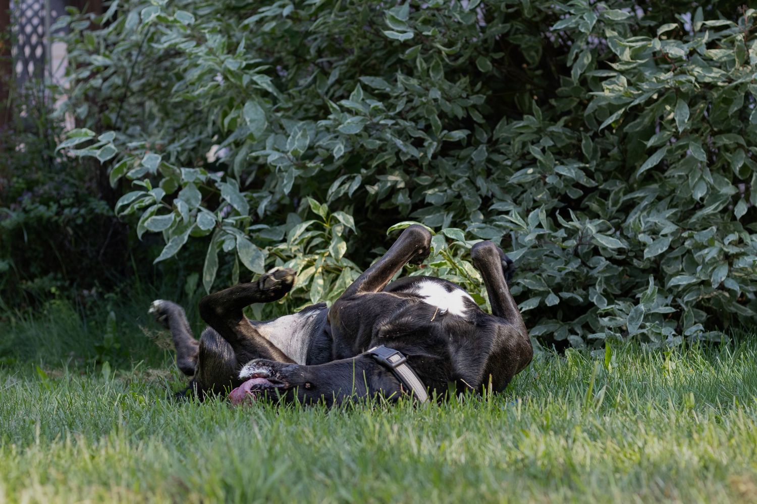 Black dog rolling playfully on green grass near lush garden bushes.