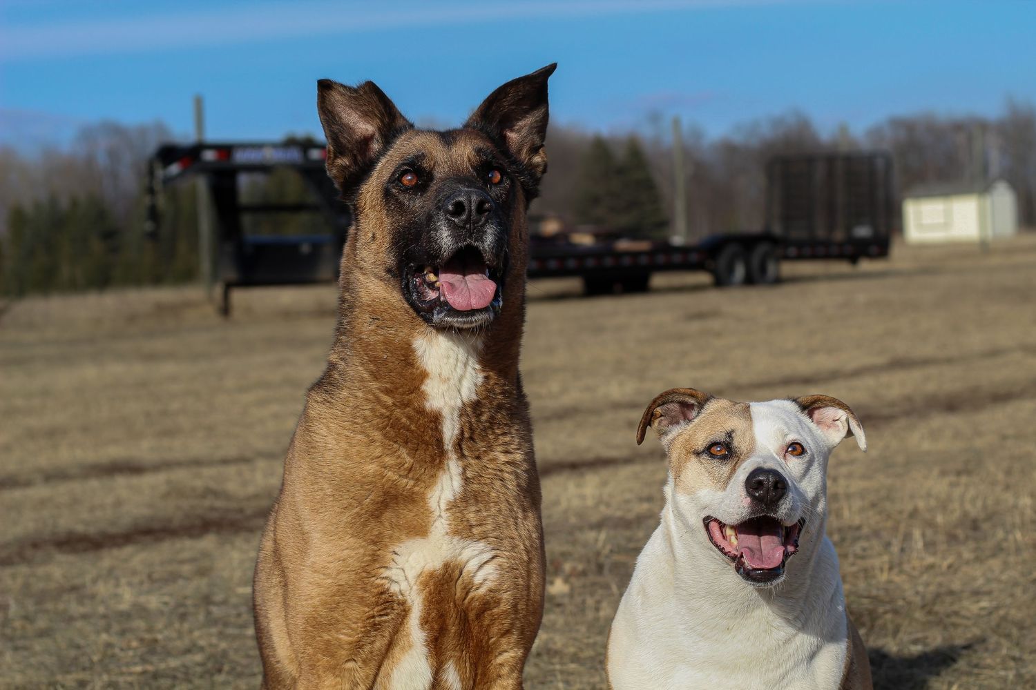 A Belgian Malinois and a white Bulldog mix sitting together outdoors in a open field on a sunny day.