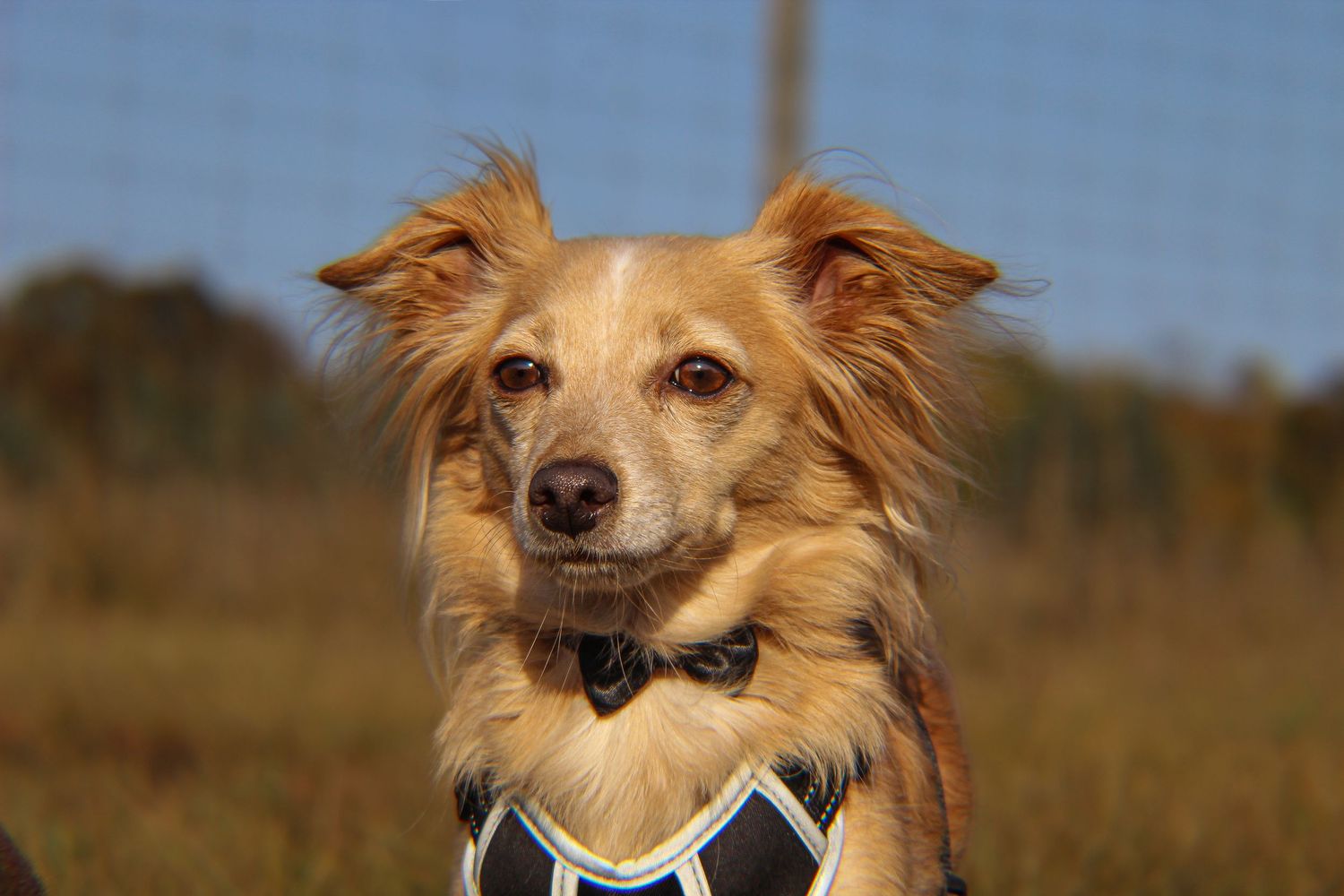 A golden-brown mixed breed dog wearing a harness poses outdoors on a sunny day in a field.