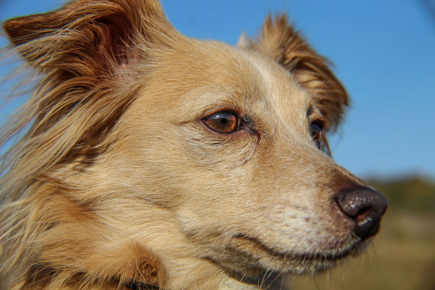 Close-up side profile of a golden long-haired dog with amber eyes against a blue sky.
