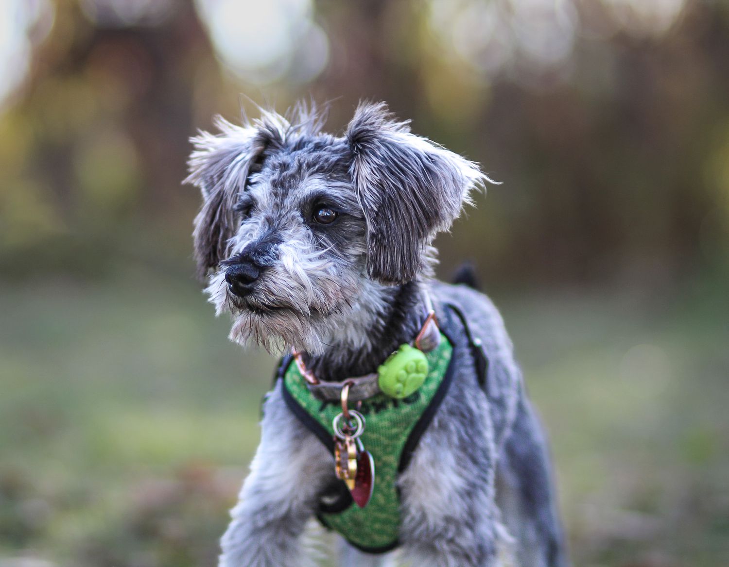 A small scruffy gray and black mixed breed dog wearing a green harness looking alert outdoors.