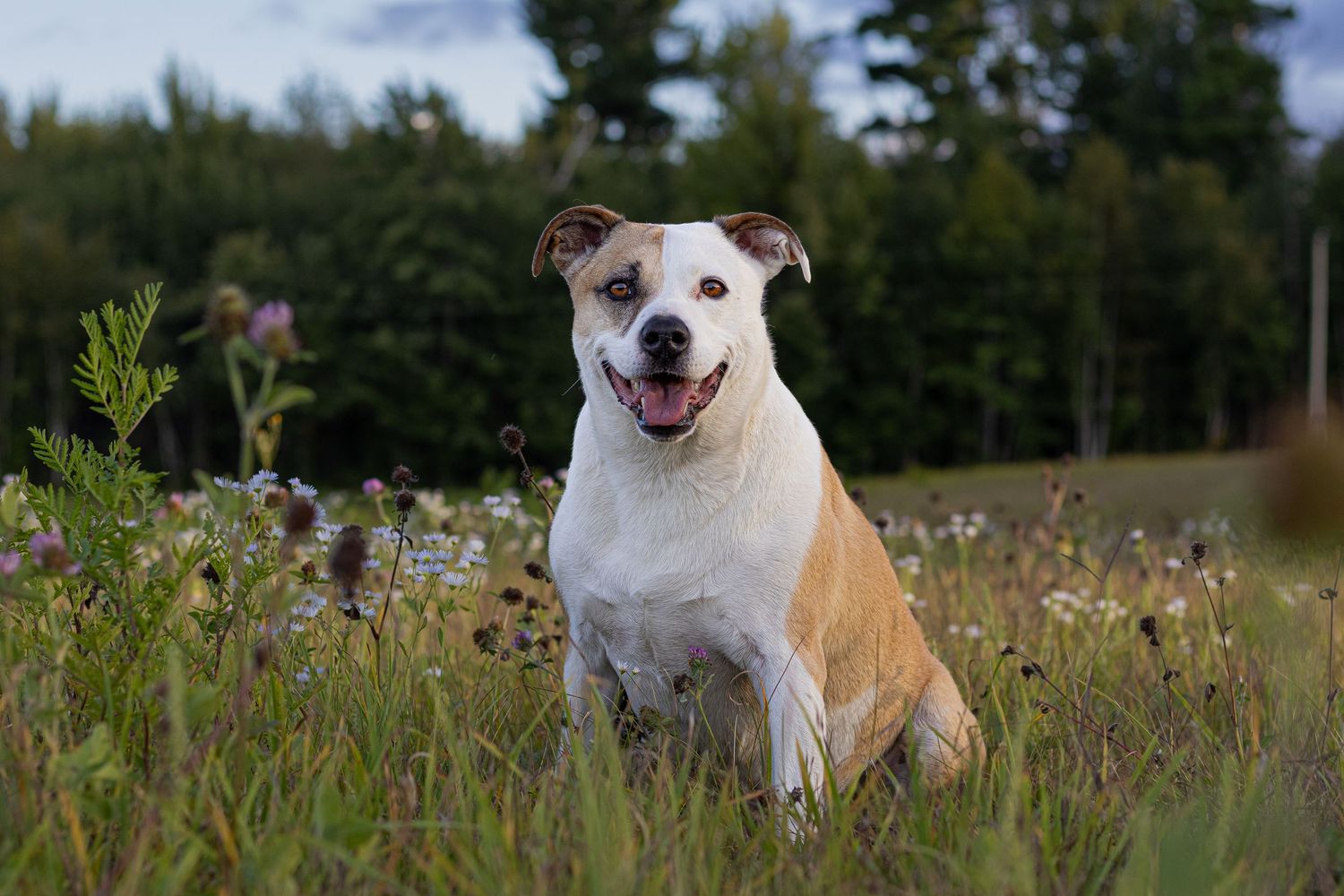 Happy white and tan mixed breed dog sitting in a wildflower meadow.