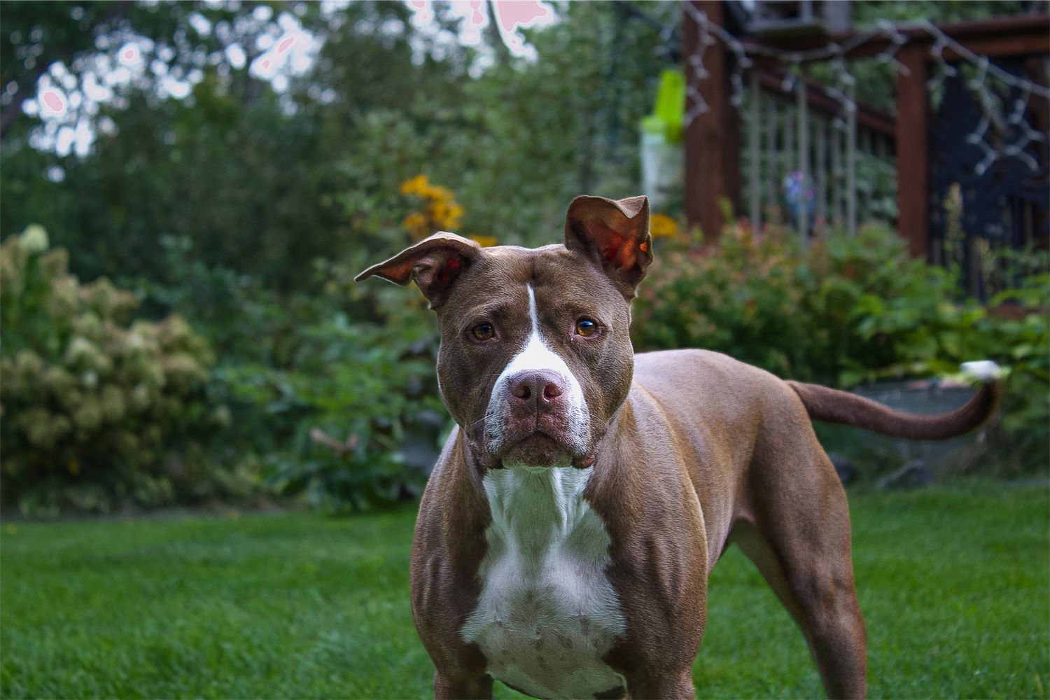 A muscular brown and white pit bull terrier stands alert on green grass in a garden.