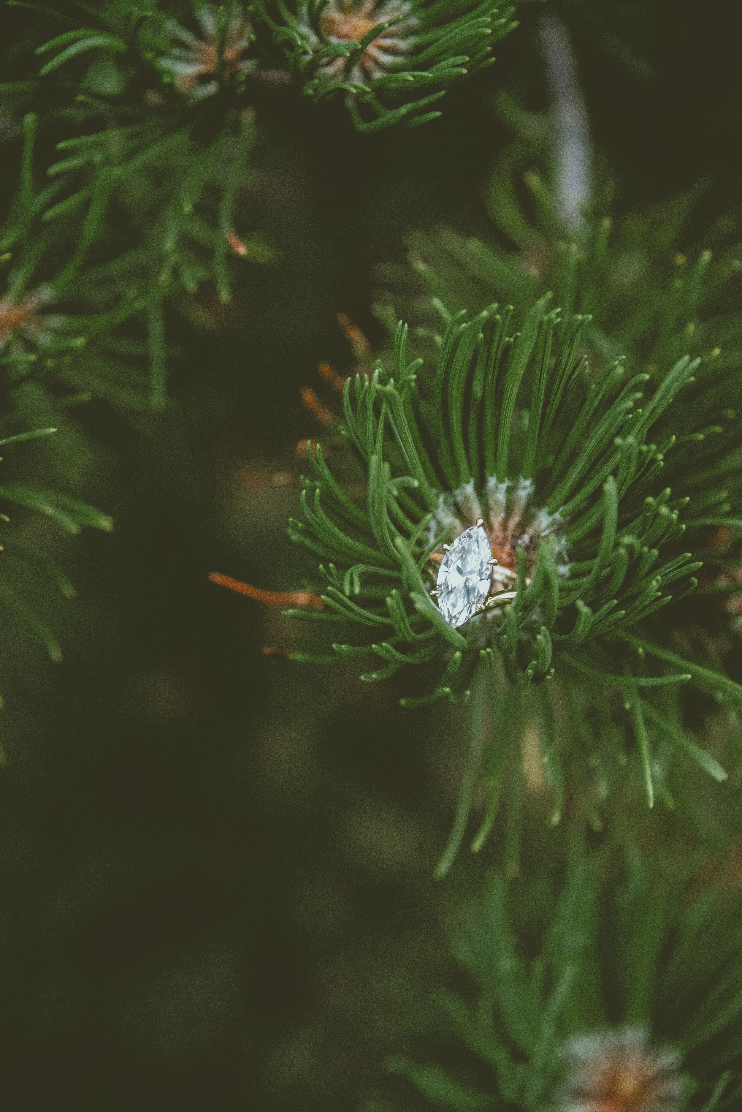 Close-up view of evergreen pine tree branches with vibrant green needles against a dark natural background.