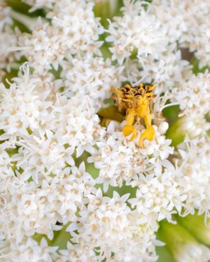 bug hidden in flowers