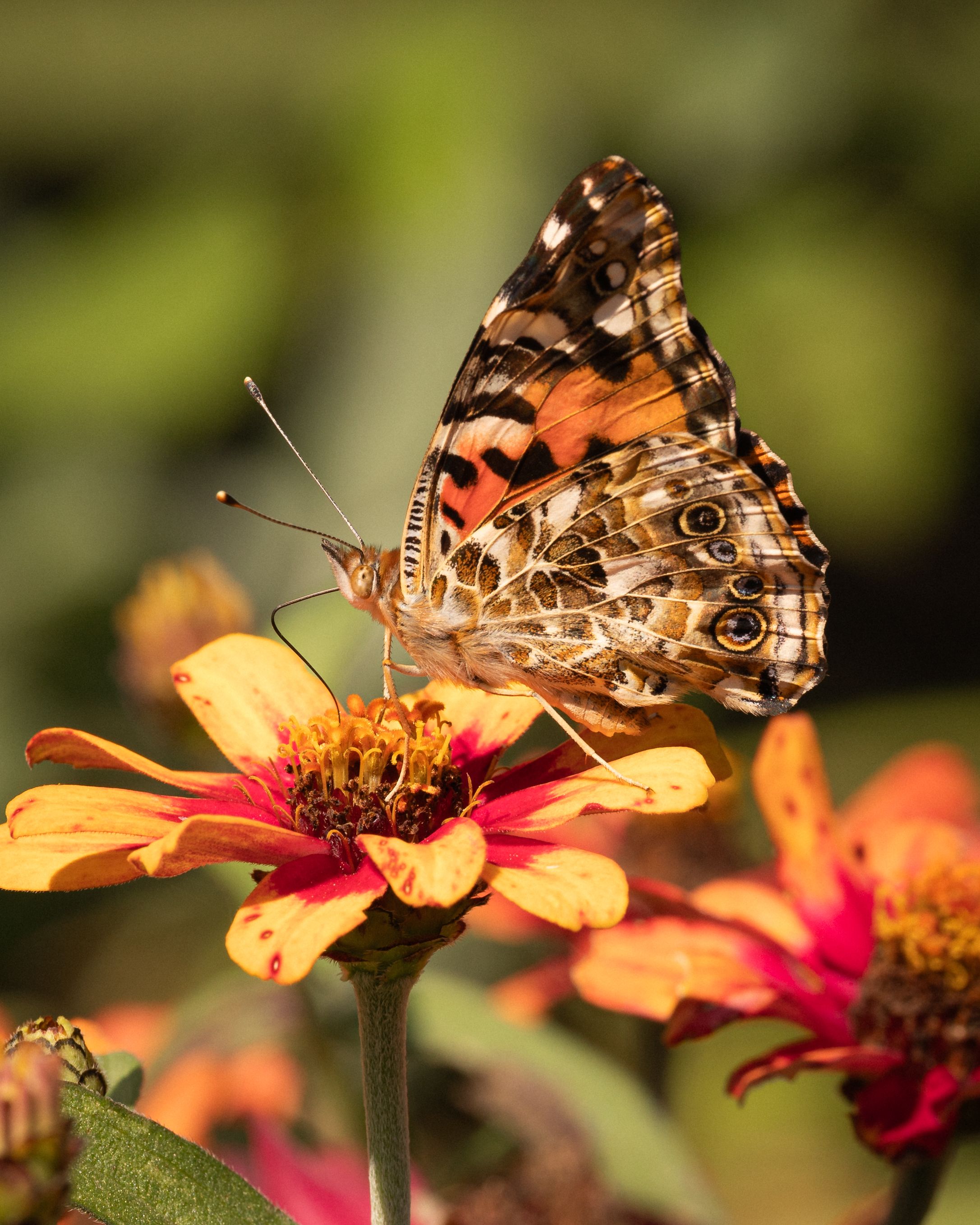 butterfly and flower