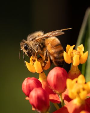bee and flower