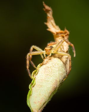 crab spider