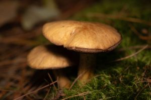 mushroom