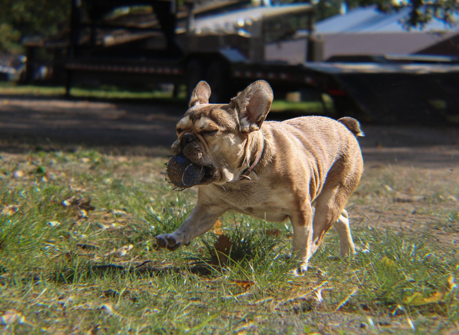 Energetic fawn French Bulldog running and playing on green grass in a park.