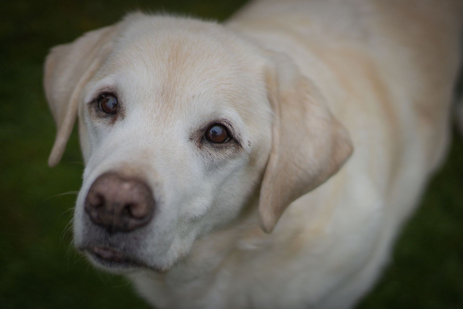 Photography of a white Labrador retriever by woodland workbench