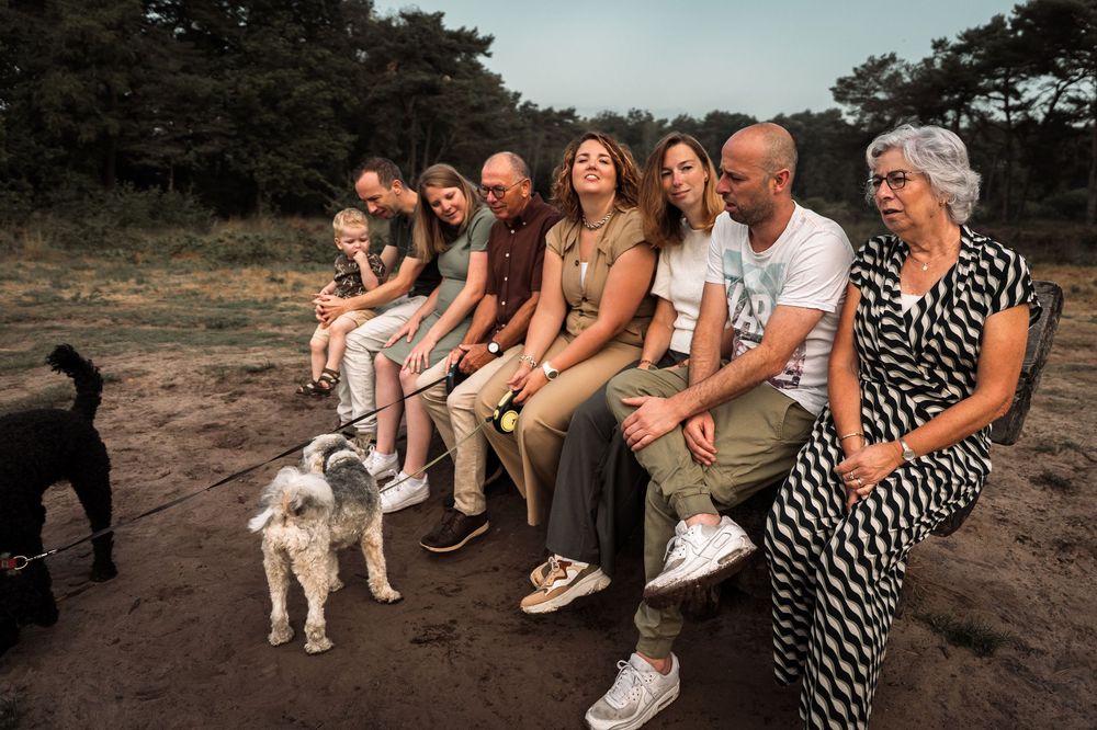 A group sits on a wooden bench outdoors while two dogs play nearby during golden hour lighting.