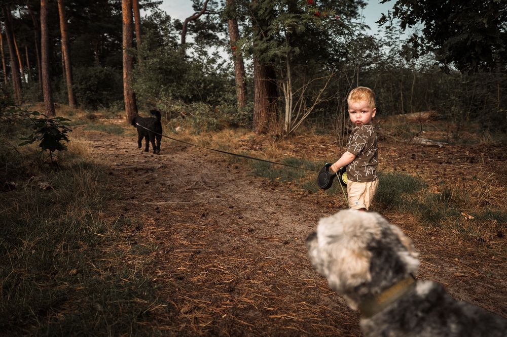 A sequence of photos showing a dog running through a wooded trail on an autumn day.