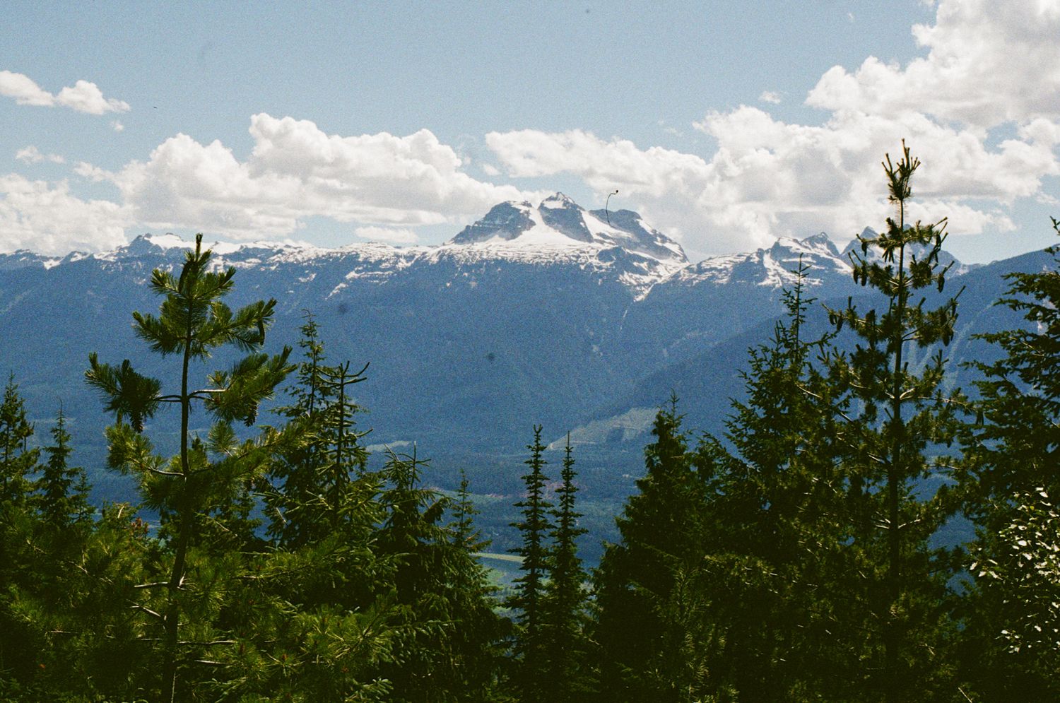 35 mm film photo of a snowcapped Mount Begbie in Revelstoke, BC framed through pine trees