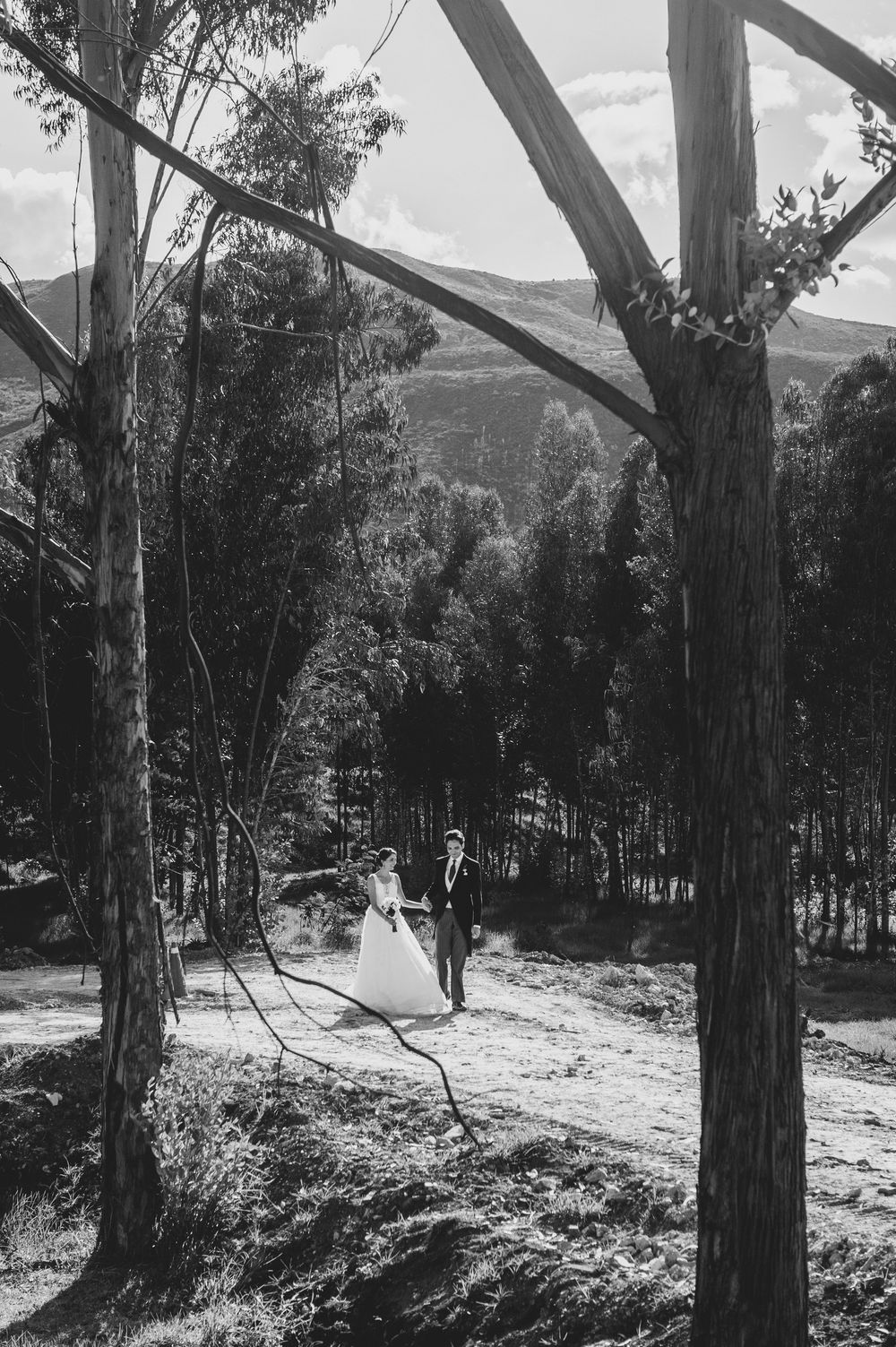 A black and white landscape photograph shows tall eucalyptus trees on a hillside with filtered sunlight through branches.